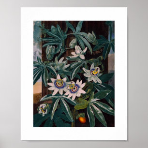 Affiche Illustration botanique vintage