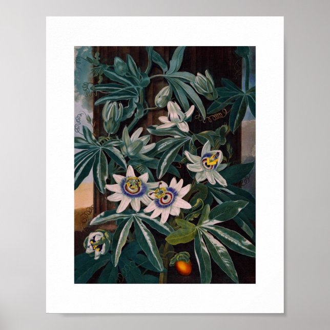 Affiche Illustration botanique vintage (Devant)