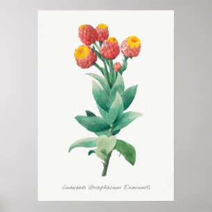 Affiche Illustration botanique vintage