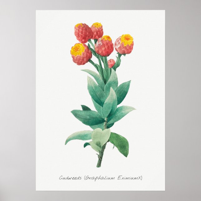 Affiche Illustration botanique vintage (Devant)