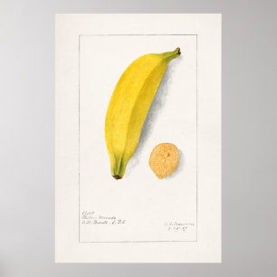 Affiche Illustration botanique vintage