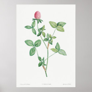 Affiche Illustration botanique vintage