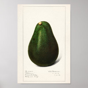 Affiche Illustration botanique vintage