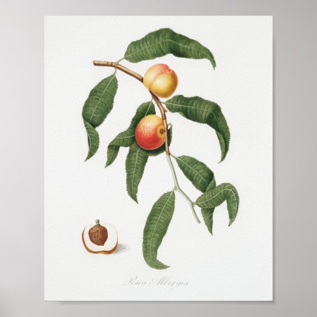 Affiche Illustration botanique vintage (Devant)