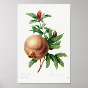Affiche Illustration botanique vintage