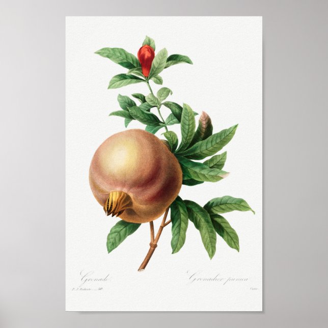 Affiche Illustration botanique vintage (Devant)