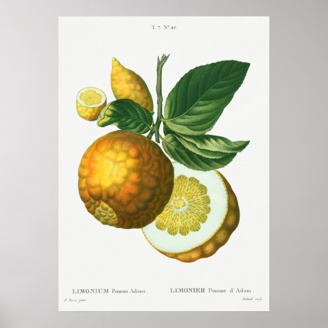 Affiche Illustration botanique vintage (Devant)