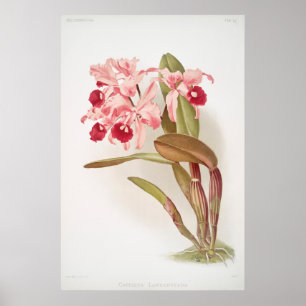 Affiche Illustration botanique vintage