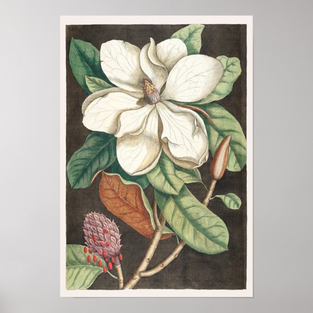 Affiche Illustration botanique vintage (Devant)