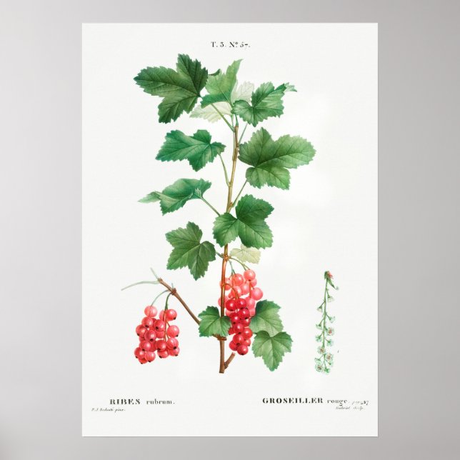 Affiche Illustration botanique vintage (Devant)