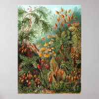 Illustration botanique vintage