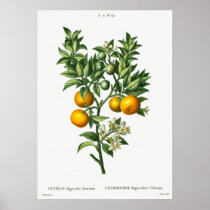 Affiche Illustration botanique vintage