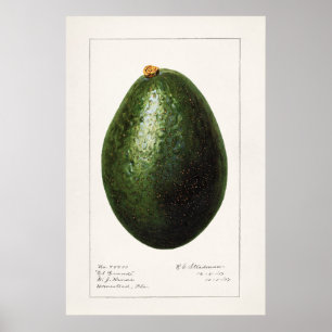 Affiche Illustration botanique vintage