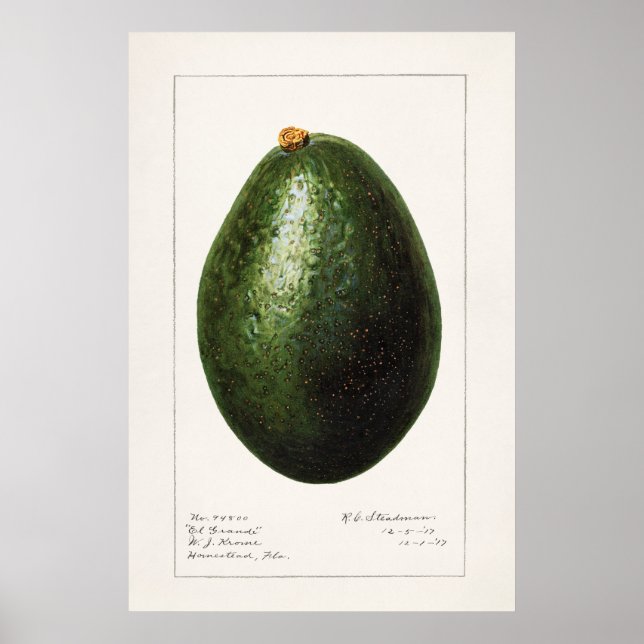 Affiche Illustration botanique vintage (Devant)