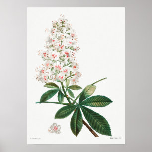 Affiche Illustration botanique Vintage