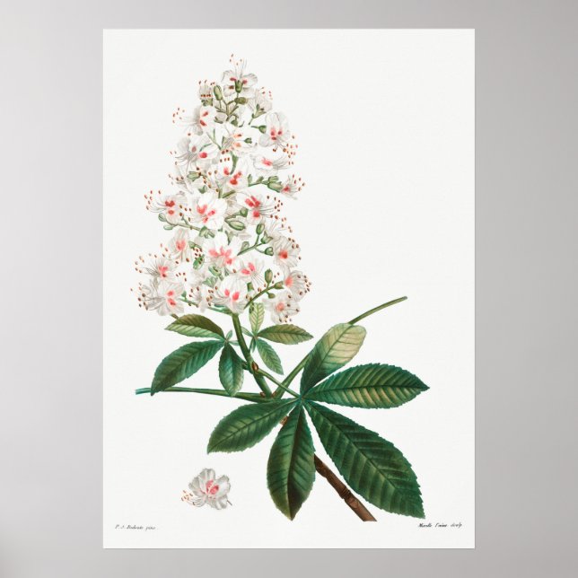 Affiche Illustration botanique vintage (Devant)