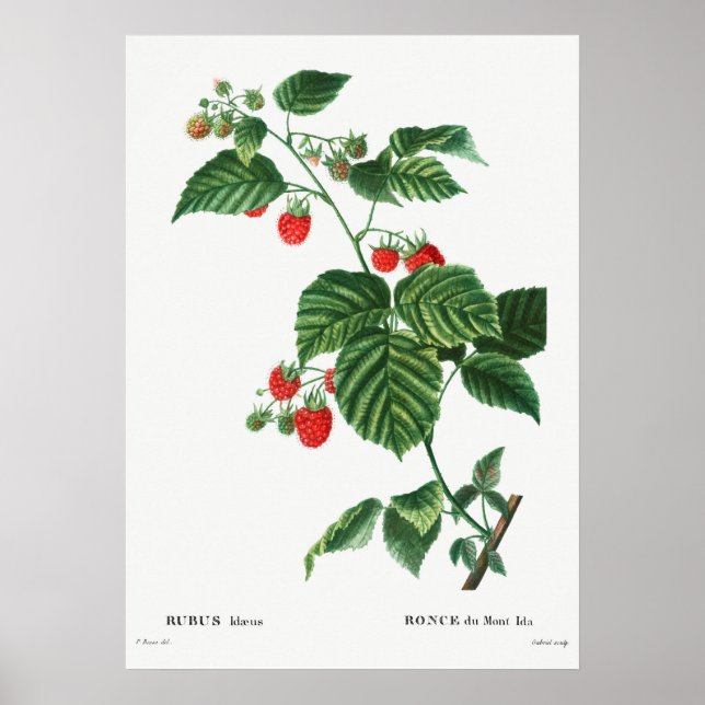 Affiche Illustration botanique vintage (Devant)