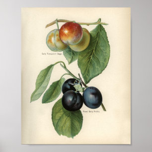 Affiche Illustration botanique vintage