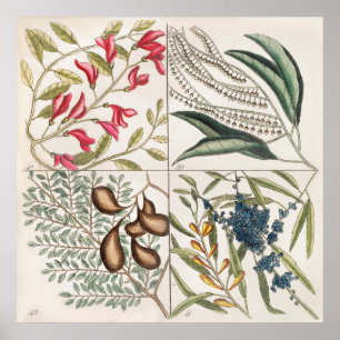 Affiche Illustration botanique vintage