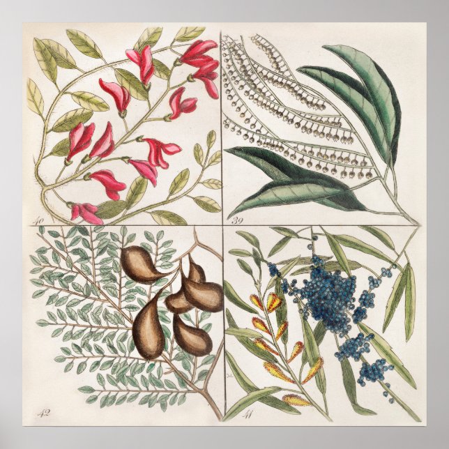 Affiche Illustration botanique vintage (Devant)