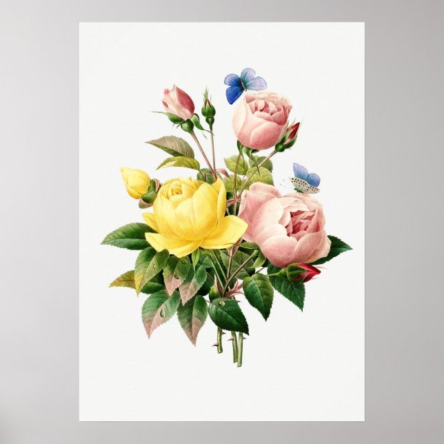 Affiche Illustration botanique vintage (Devant)