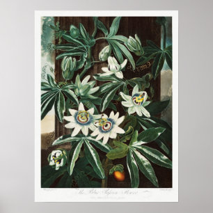 Affiche Illustration botanique vintage