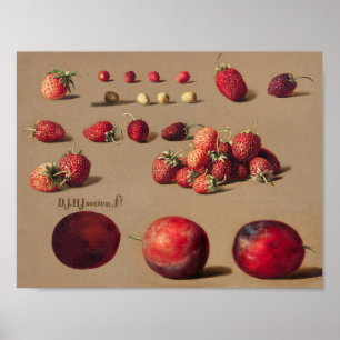 Affiche Illustration botanique vintage