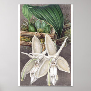 Affiche Illustration botanique vintage