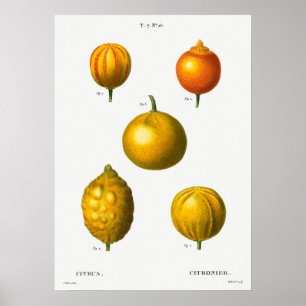 Affiche Illustration botanique vintage