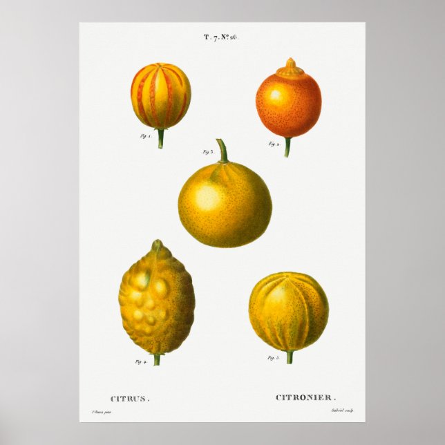 Affiche Illustration botanique vintage (Devant)
