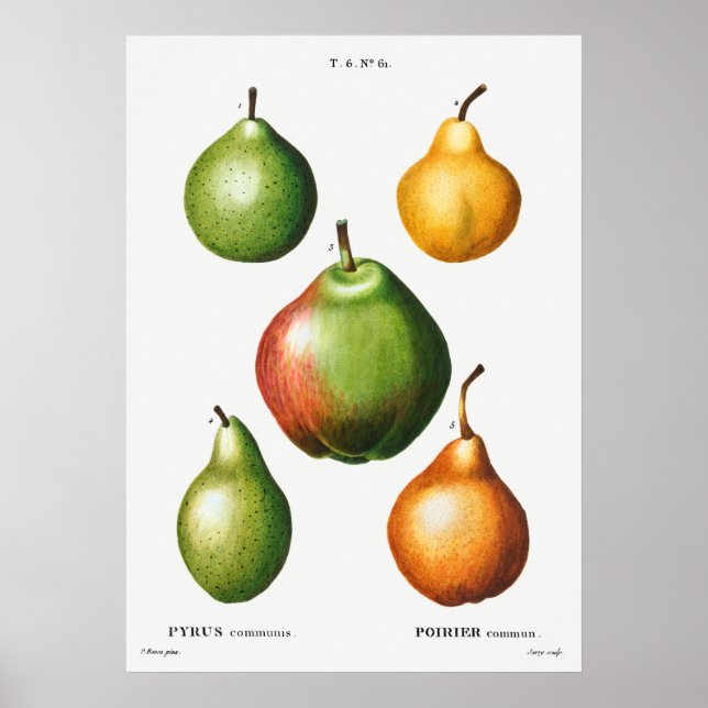 Affiche Illustration botanique vintage (Devant)