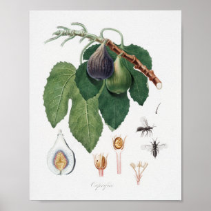 Affiche Illustration botanique vintage