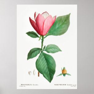 Affiche Illustration botanique vintage