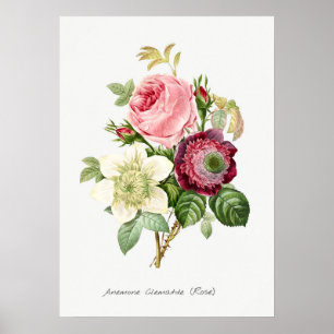 Affiche Illustration botanique vintage