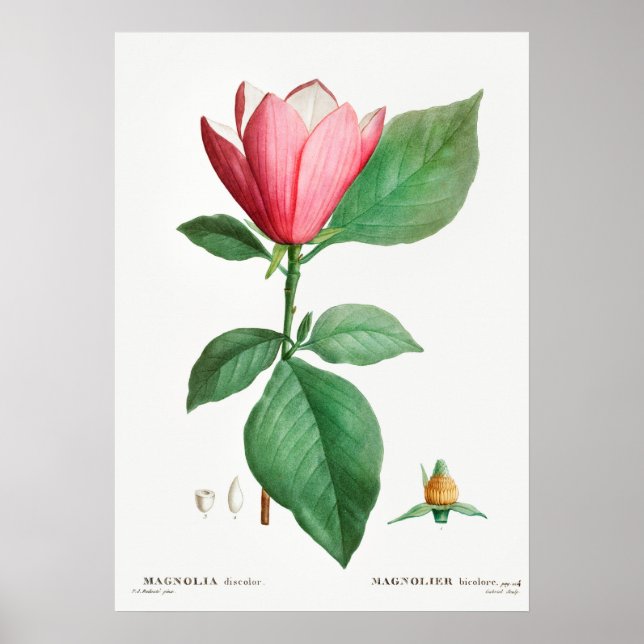 Affiche Illustration botanique vintage (Devant)