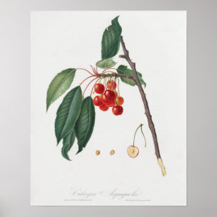 Affiche Illustration botanique vintage