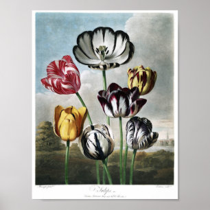 Affiche Illustration botanique vintage