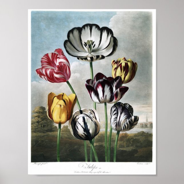 Affiche Illustration botanique vintage (Devant)