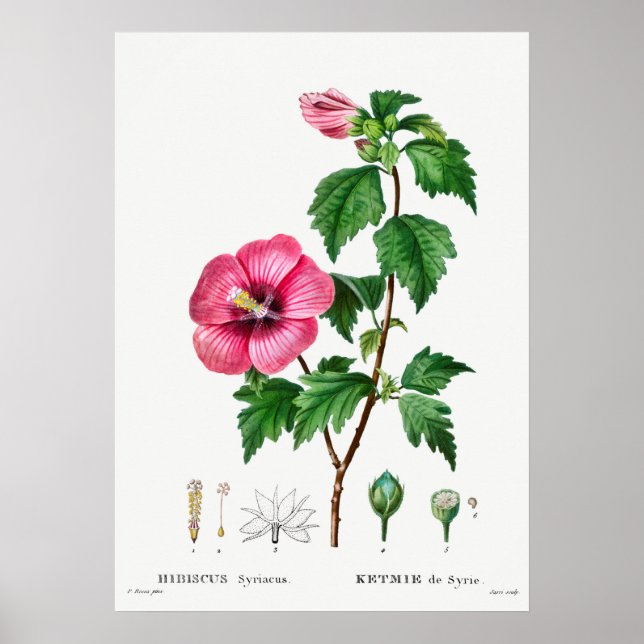Affiche Illustration botanique vintage (Devant)