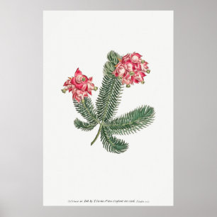 Affiche Illustration botanique vintage