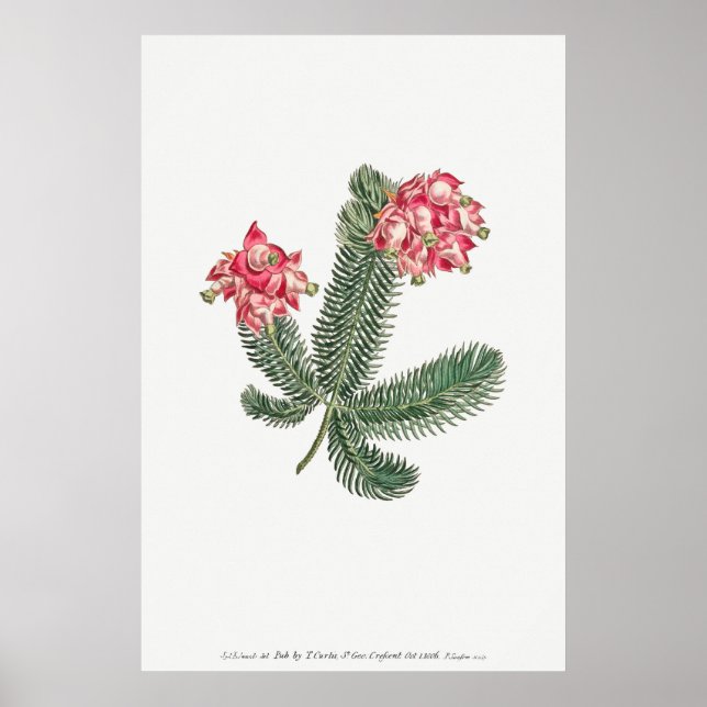 Affiche Illustration botanique vintage (Devant)
