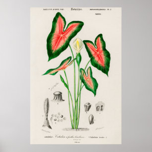 Affiche Illustration botanique vintage
