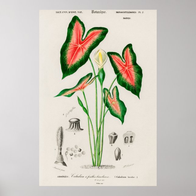 Affiche Illustration botanique vintage (Devant)