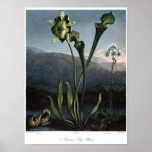 Affiche Illustration botanique vintage