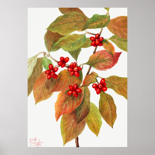 Affiche Illustration botanique vintage (Devant)