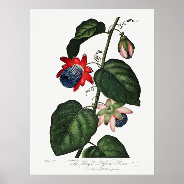 Affiche Illustration botanique vintage (Devant)