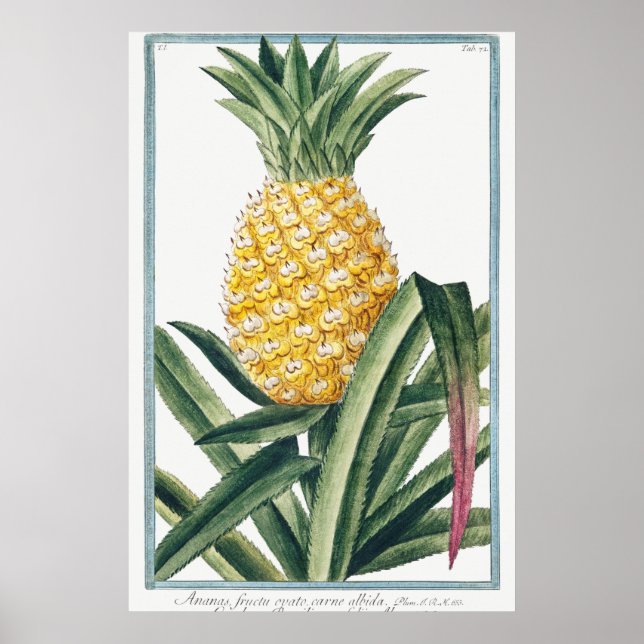 Affiche Illustration botanique vintage (Devant)