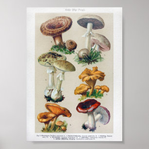 Affiche Illustration botanique vintage