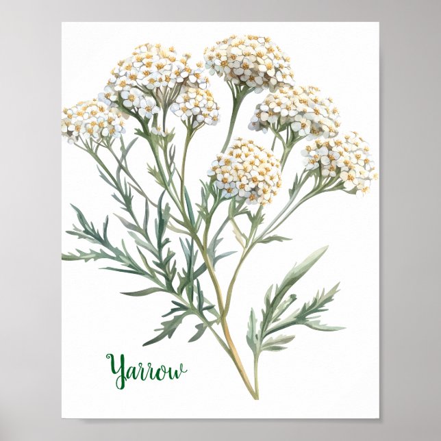 Affiche Illustration botanique vintage Achillée millefeuil (Devant)