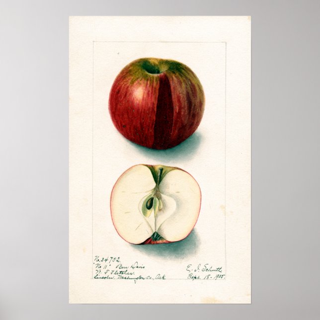 Affiche Illustration botanique vintage Apple (Devant)